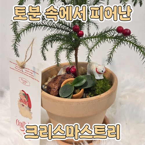 토분 속에서 피어난 '크리스마스트리'